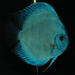 ハイフィンモルフォ F11:1988年に大阪府在住の原田哲男氏がドイツ系ブリリアントコバルト♂×ドイツ系ハイフィンコバルト♀から作出。 1989年より当店オーナー芦田がインブリーディングのみで系統維持し、現在F12までの製作・販売に至っている品種です。 品種名は南米に棲息する青く輝くモルフォ蝶が由来となっています。 地肌が透けて見えることのない深みのある本物の青系ディスカスです。